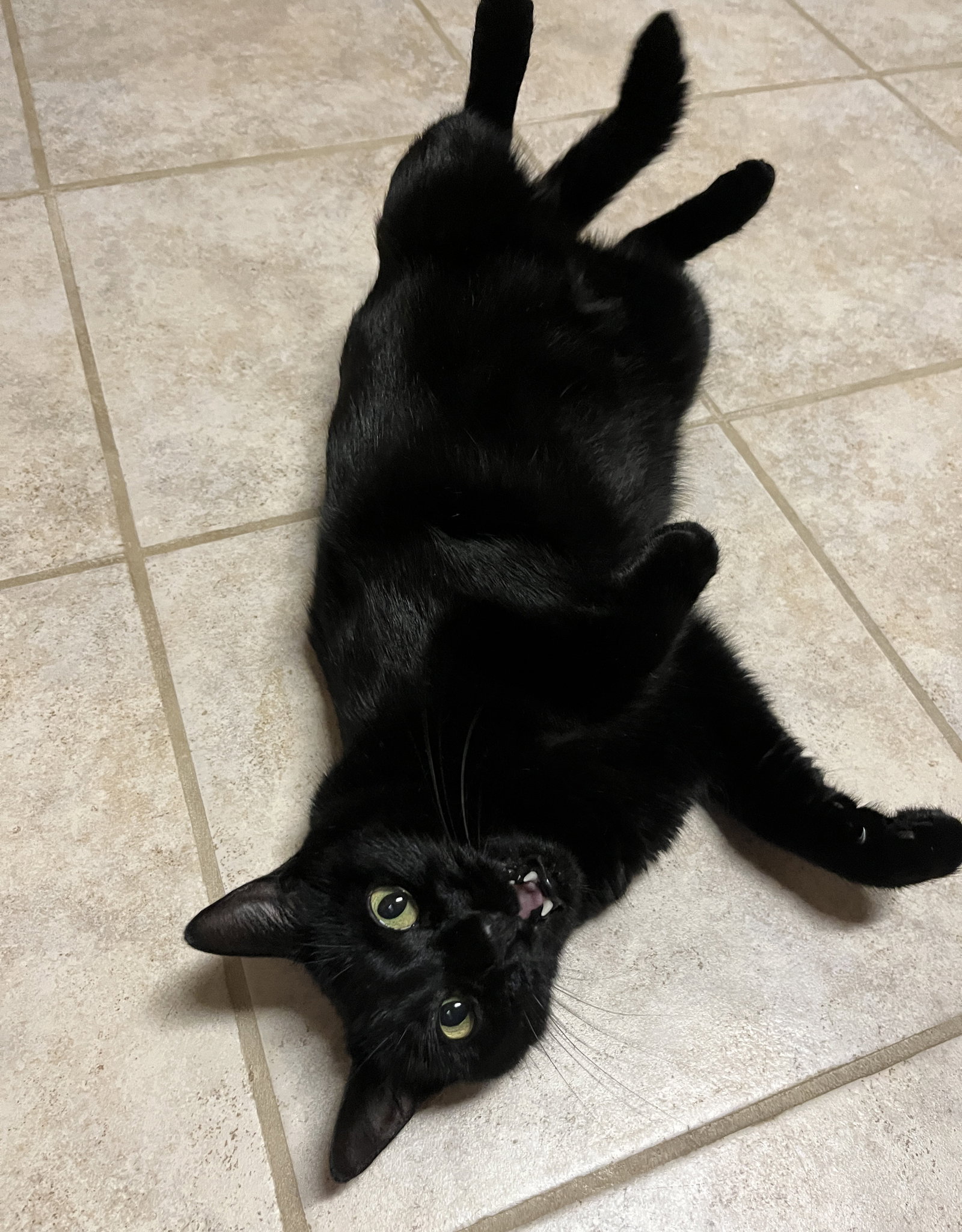 Ebony, photo 14