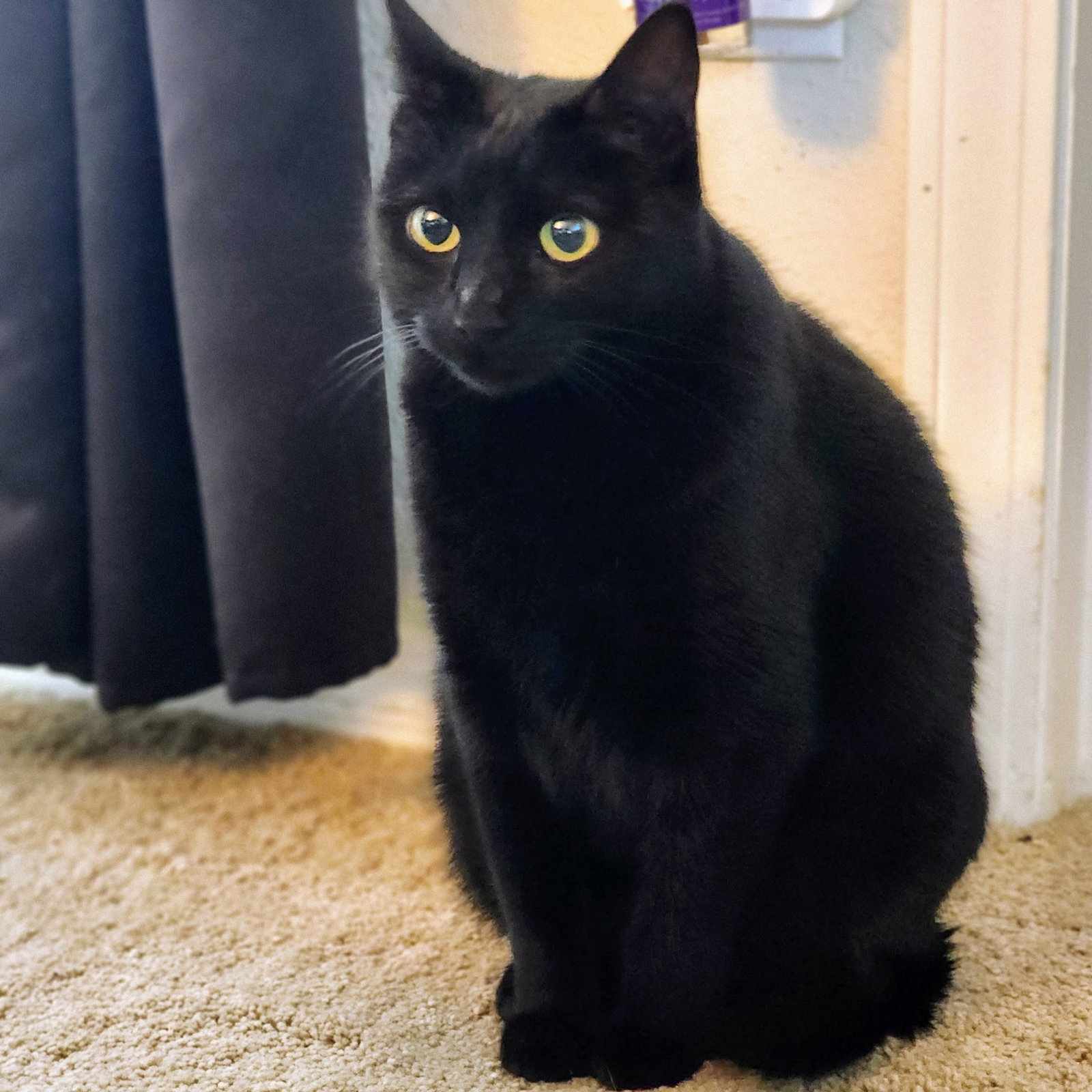 Ebony, photo 12