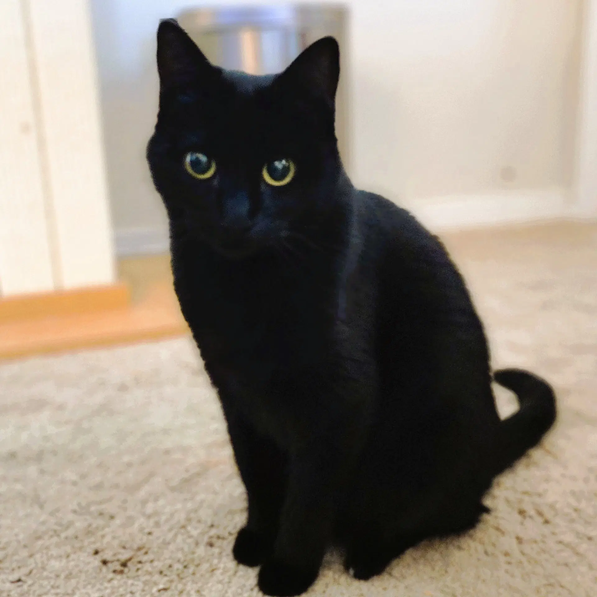 Ebony image 2