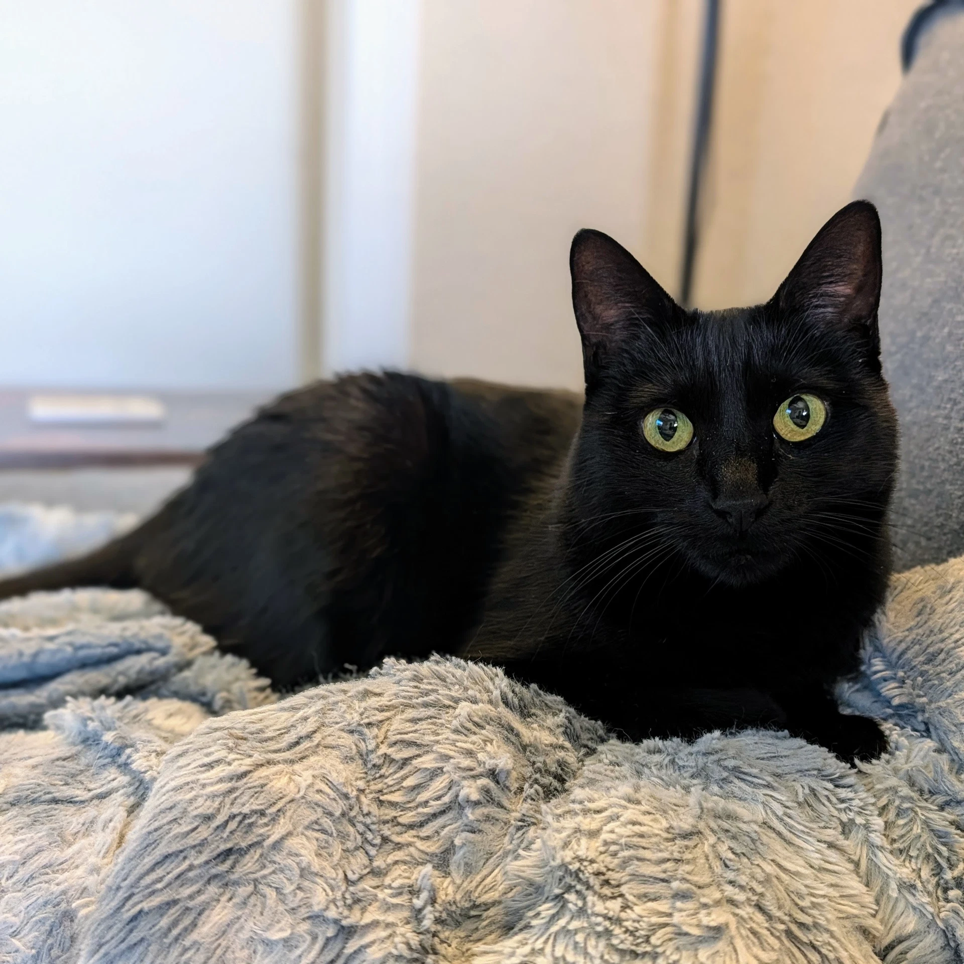 Ebony
