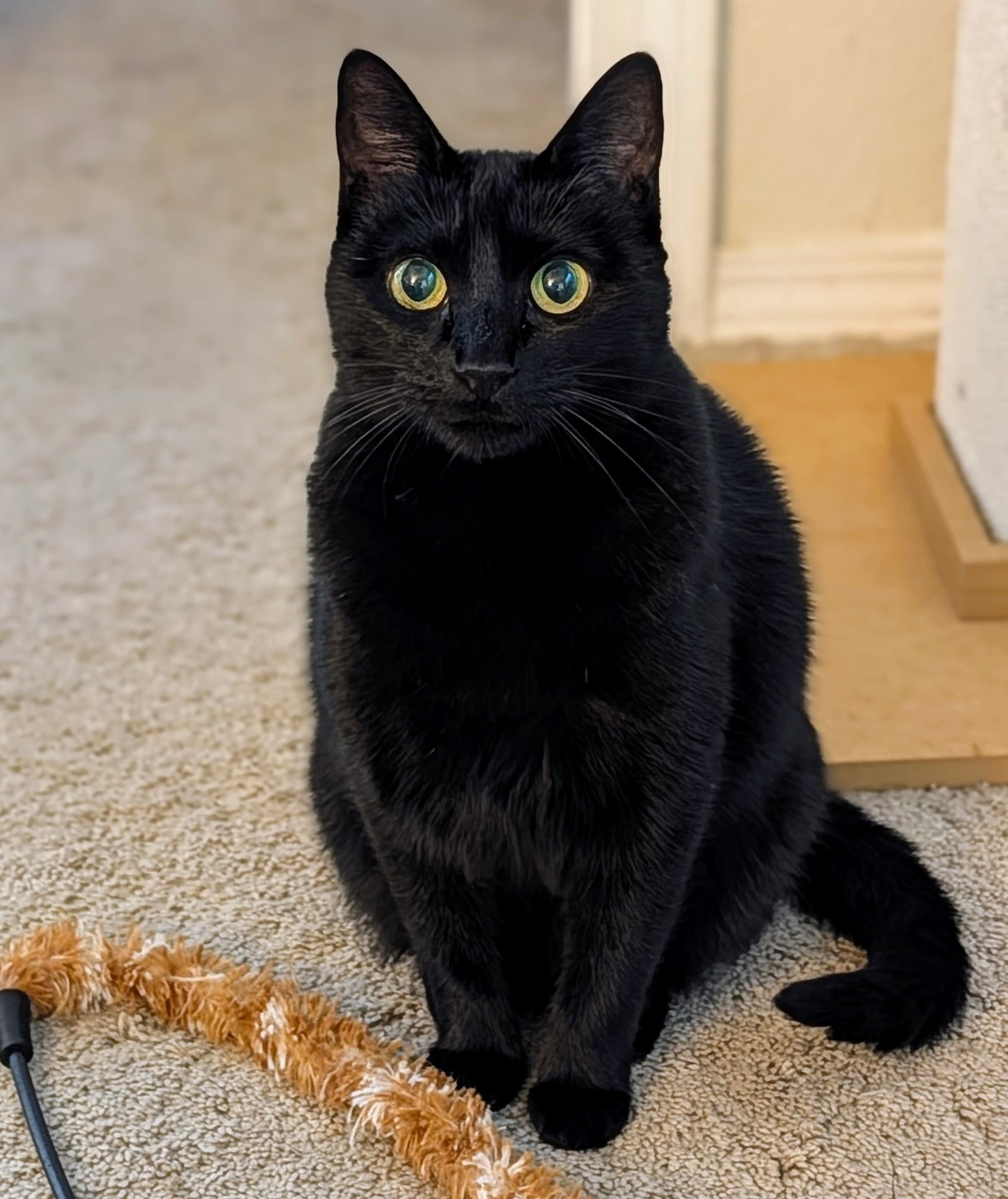 Ebony, photo 6