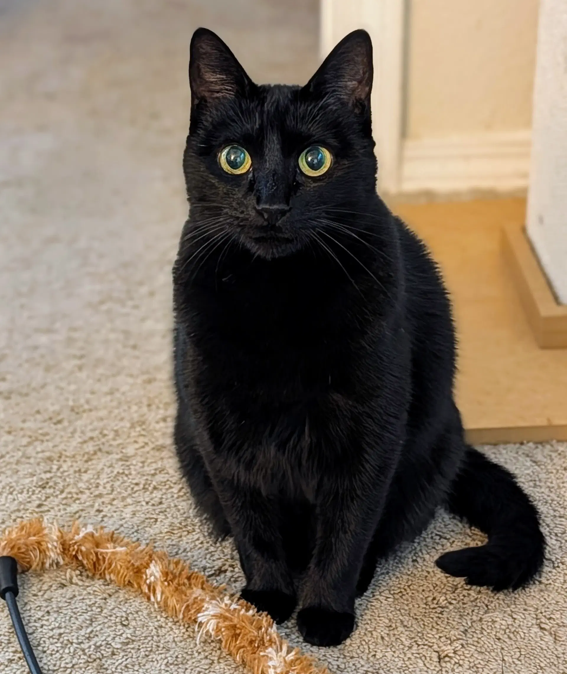 Ebony image 2