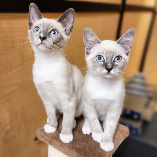 Theodore, an adoptable Siamese in Richardson, TX