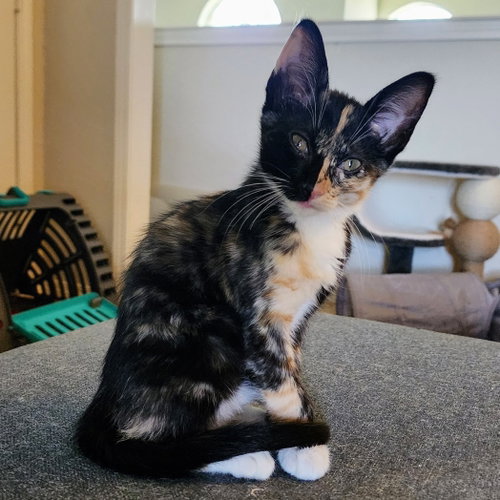 Sophie, an adoptable Tortoiseshell in Richardson, TX