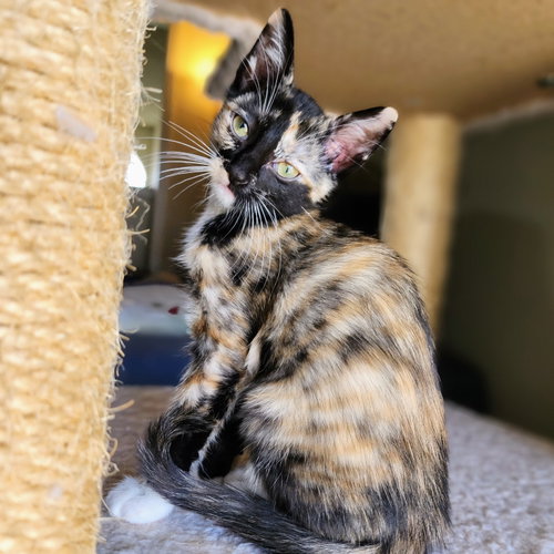 Eloise, an adoptable Tortoiseshell in Richardson, TX