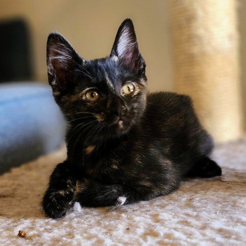 Olive, an adoptable Tortoiseshell in Richardson, TX