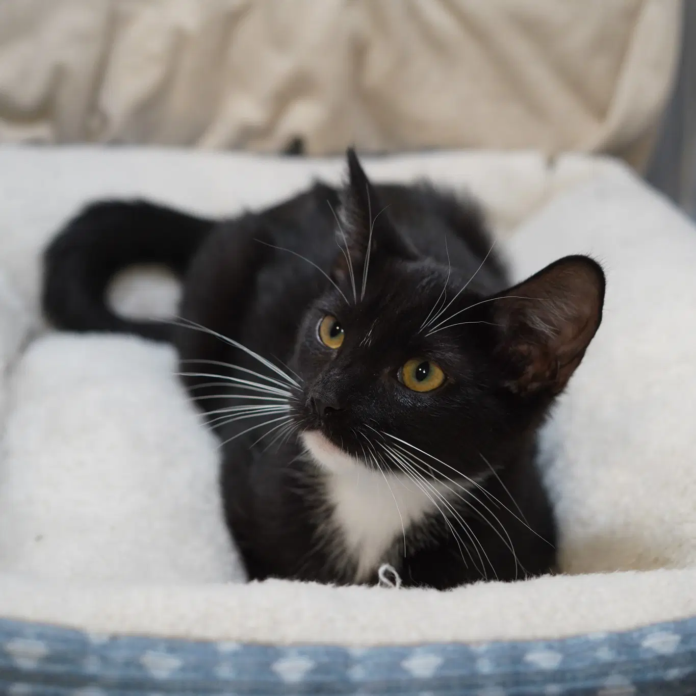 Baylee - Tuxedo
