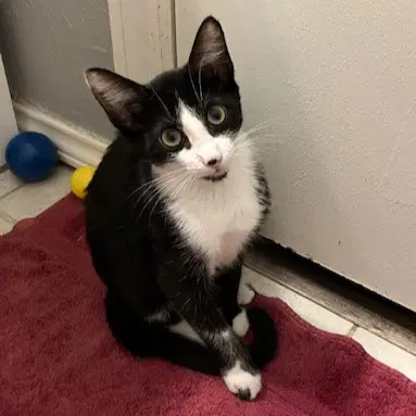 Bianca - Tuxedo