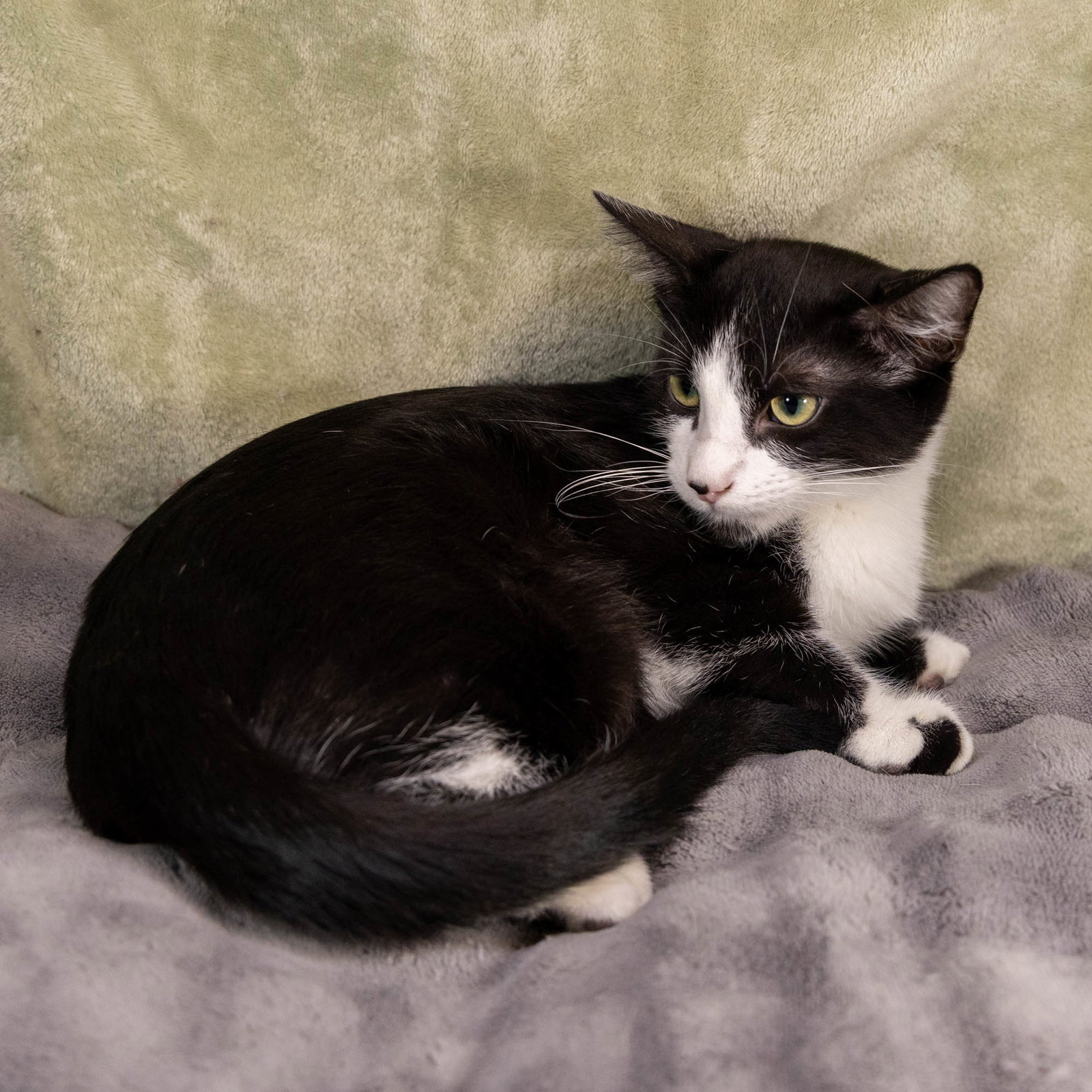 Benji, photo 20