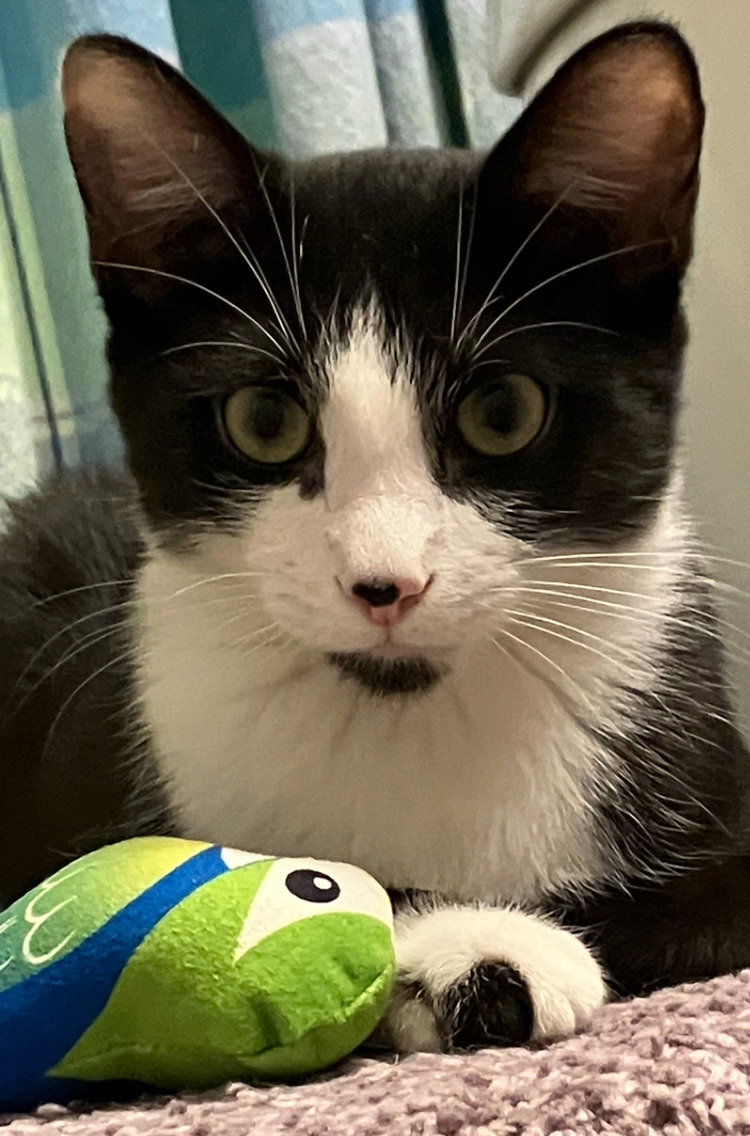 Benji, photo 12