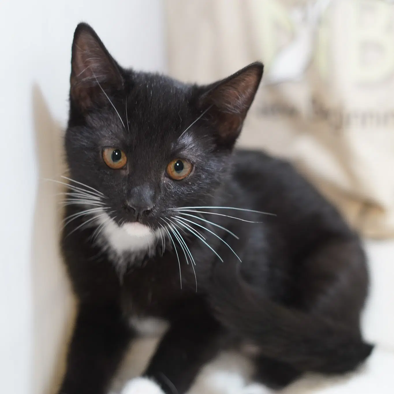 Molly - Tuxedo