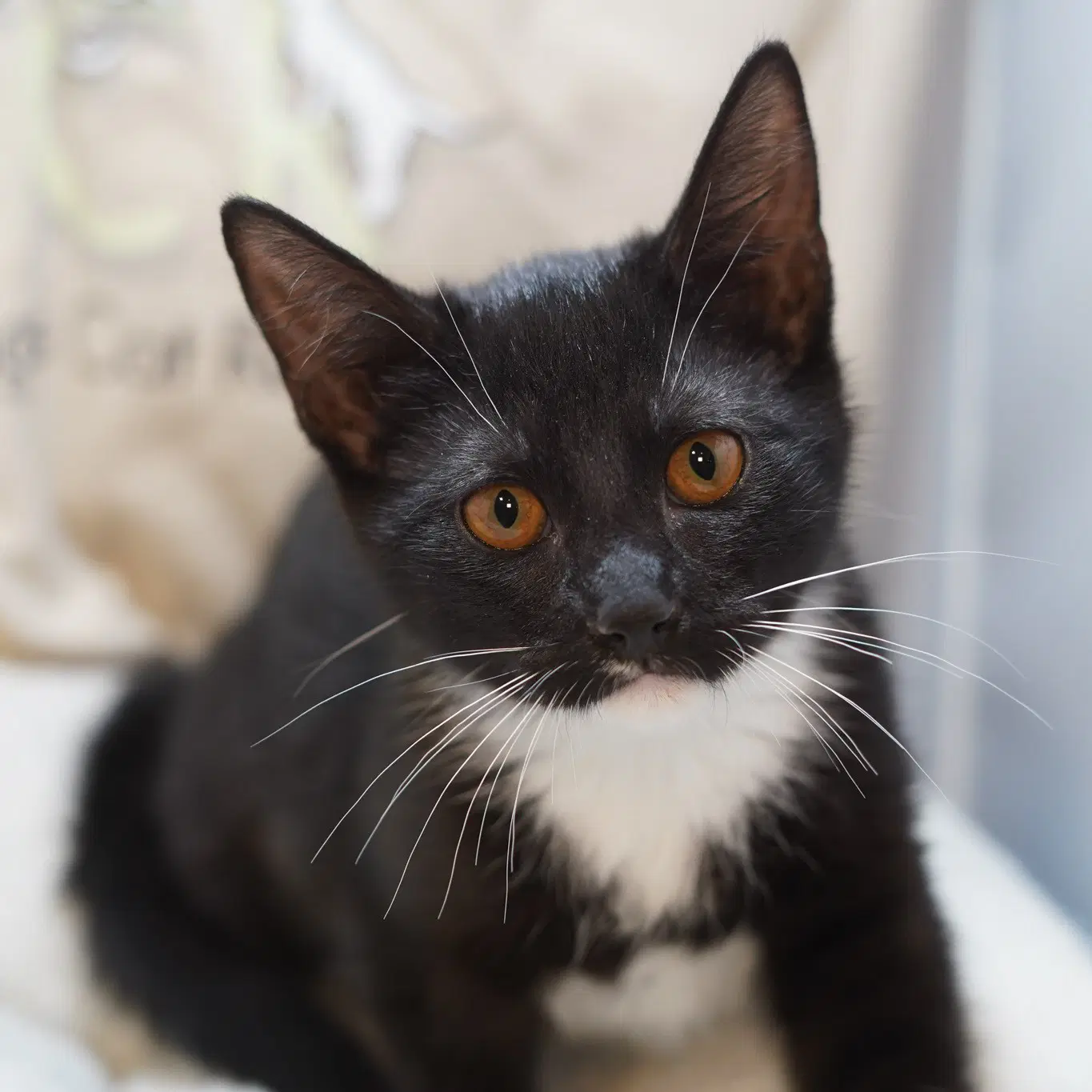 Maxine - Tuxedo