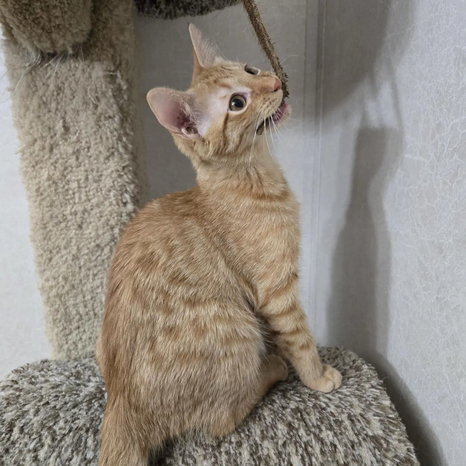 Sunny D - Tabby