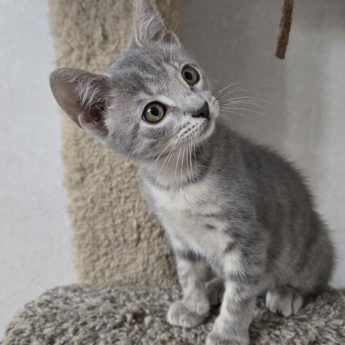 Kahlua