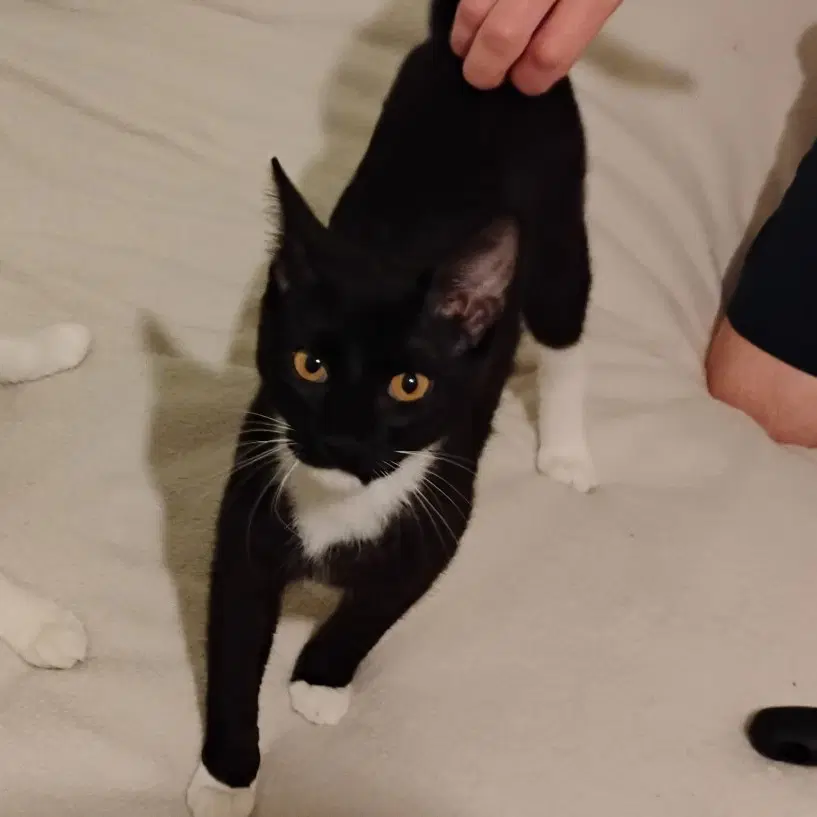 Macaroni - Tuxedo
