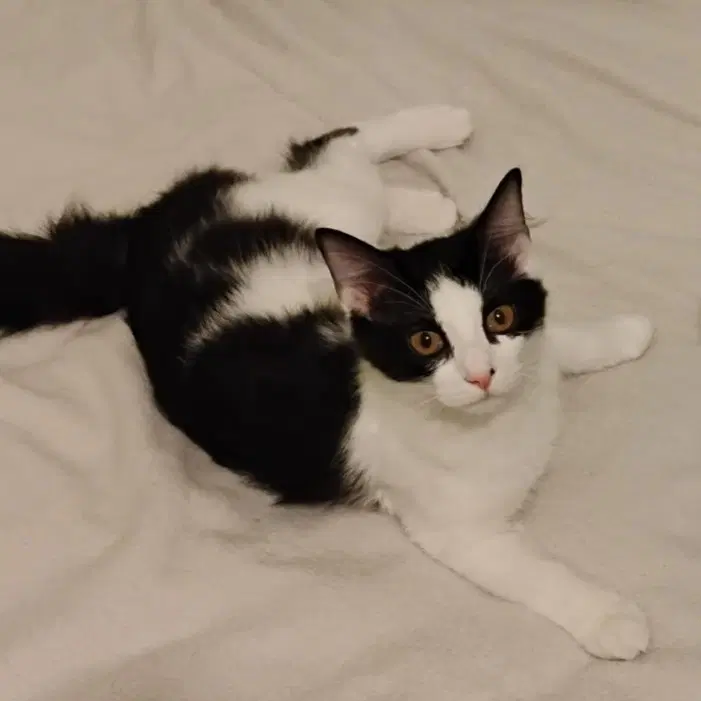 Cheese - Tuxedo