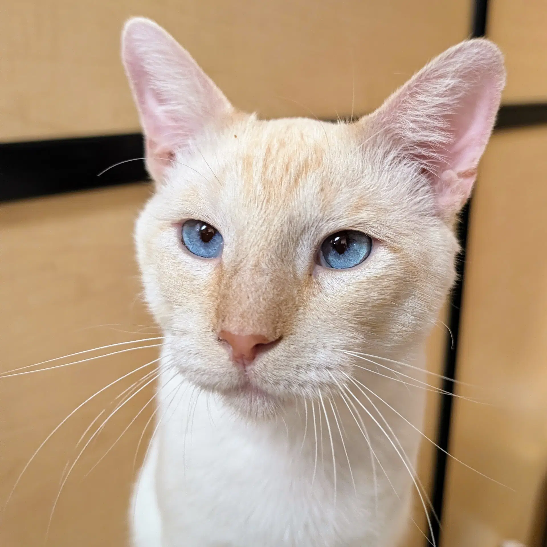 Willy - Siamese