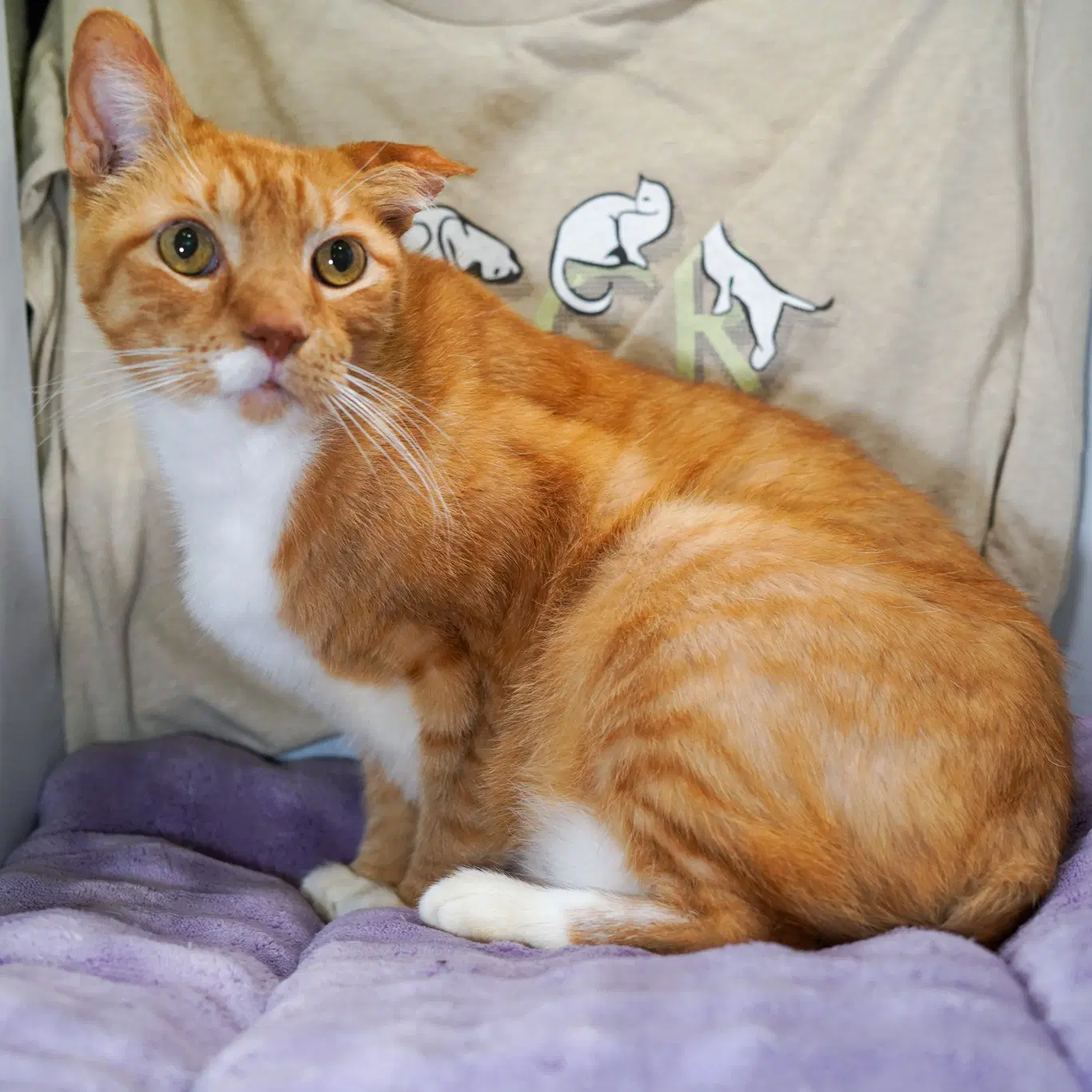 Teddy - Tabby