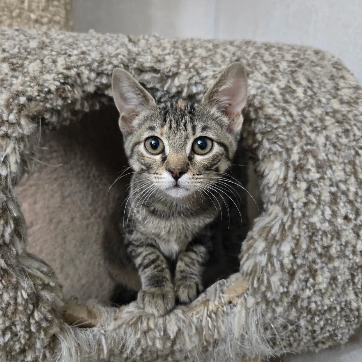 Gabby - Tabby