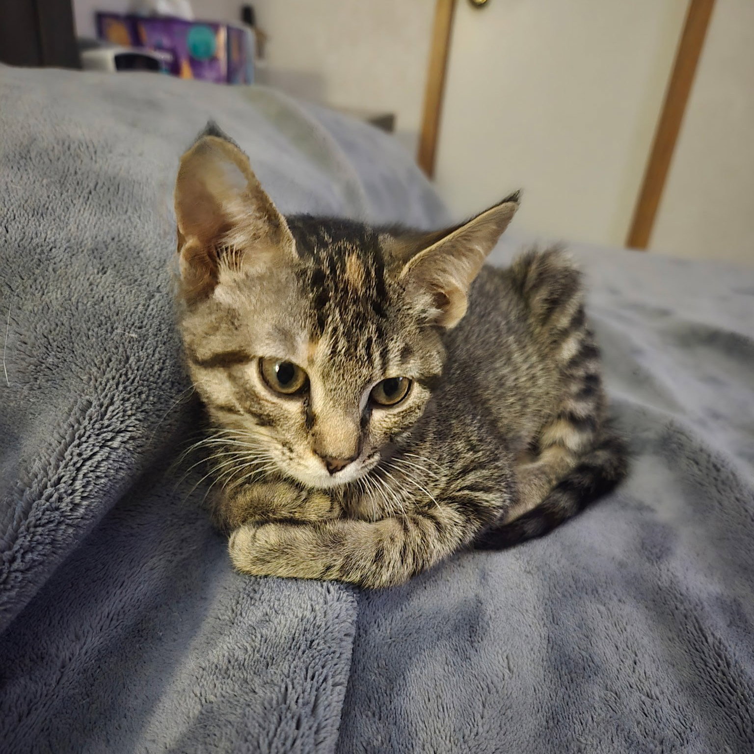 Gabby, photo 18