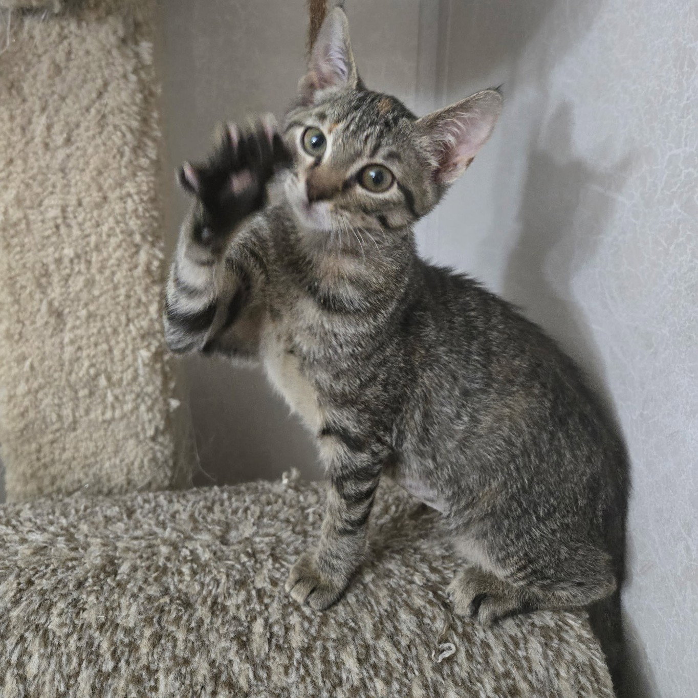 Gabby, photo 16
