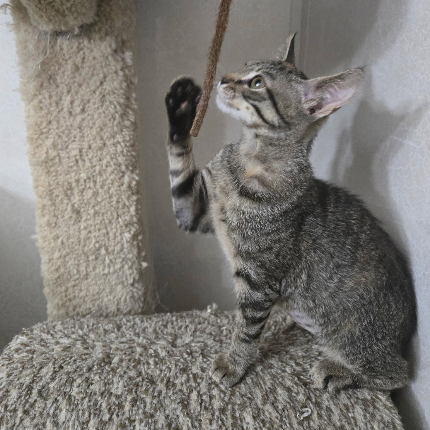 Gabby, photo 20