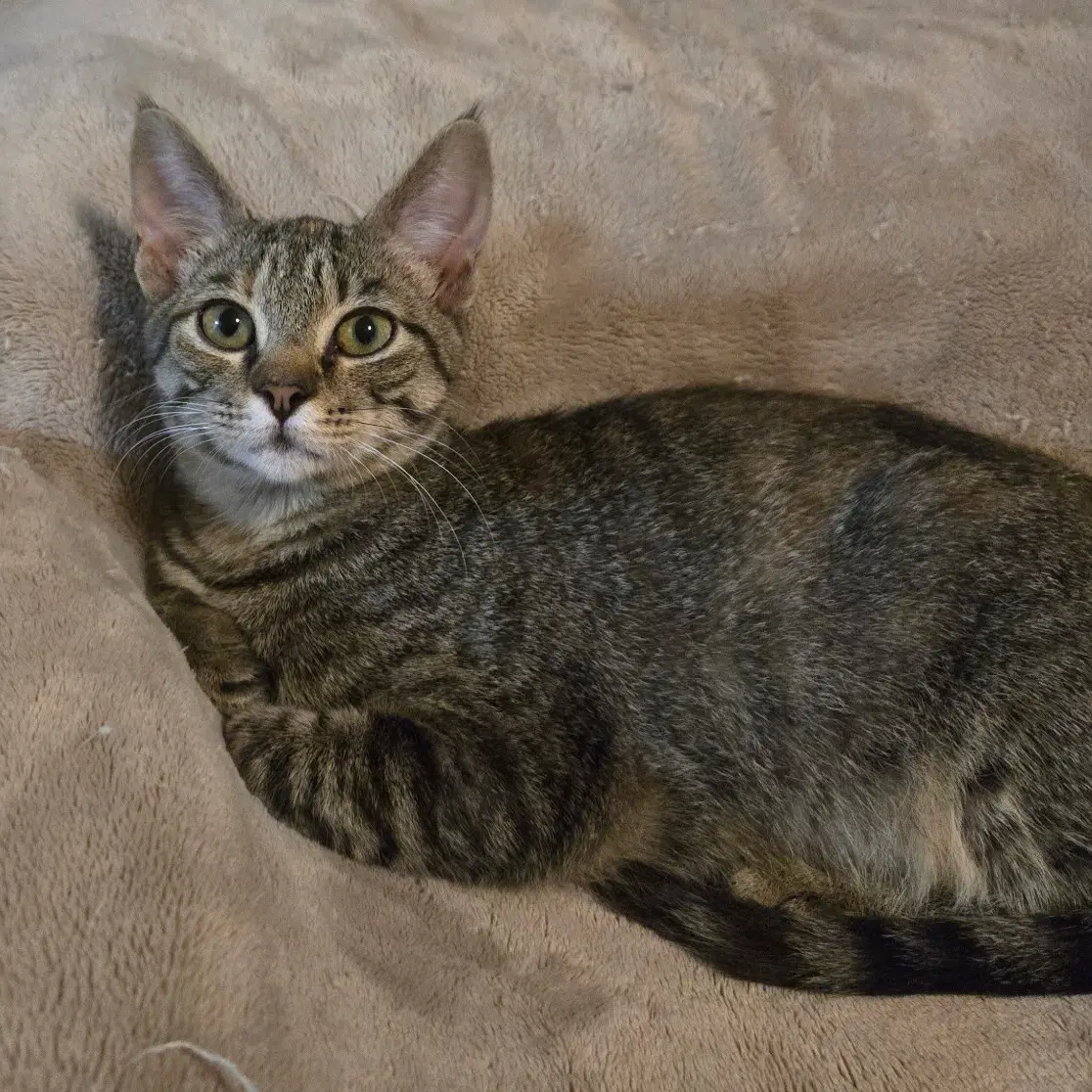 Gabby image 2