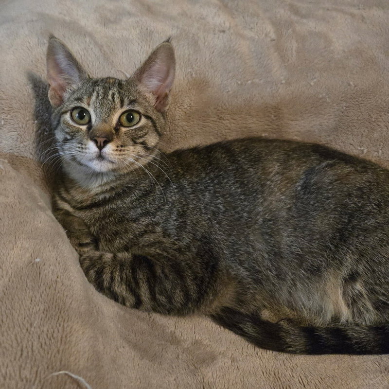 Gabby, photo 10