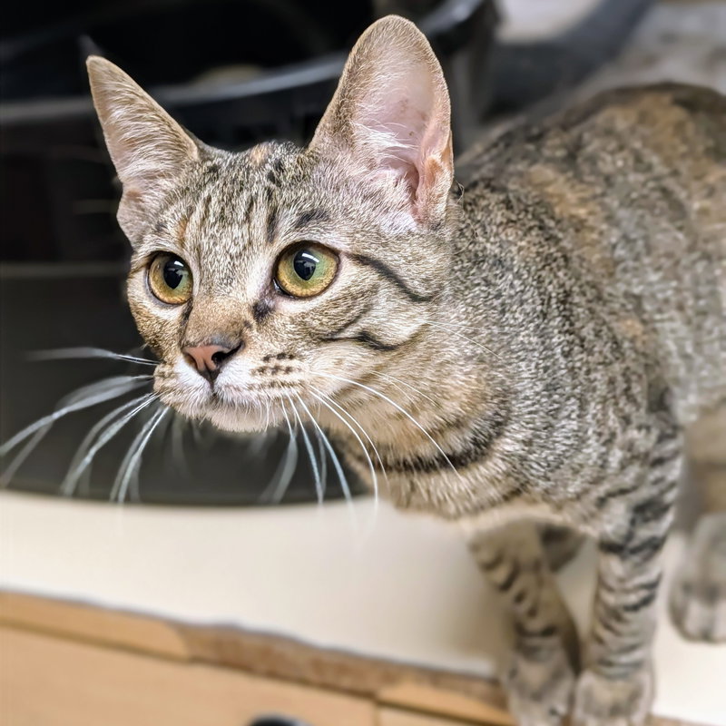 Gabby, a female Tabby kitten up for adoption