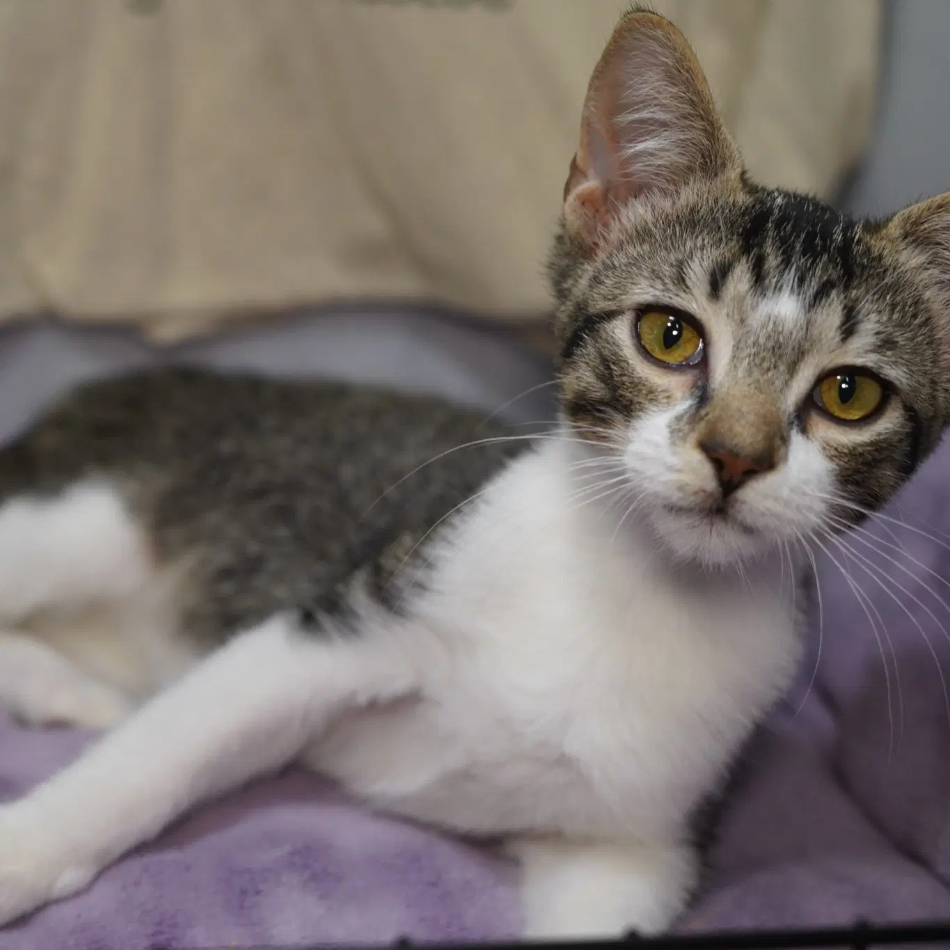 Pandy image 4