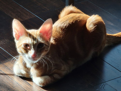 Fred, a cat for adoption from New Beginnings Cat Rescue