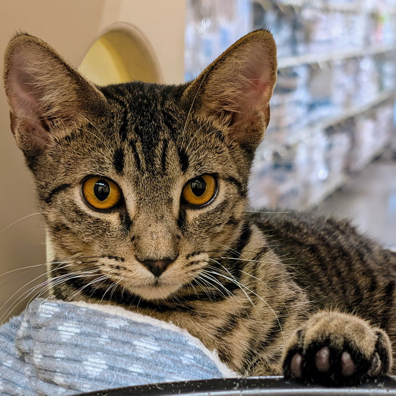 Jason, a male Bengal kitten up for adoption