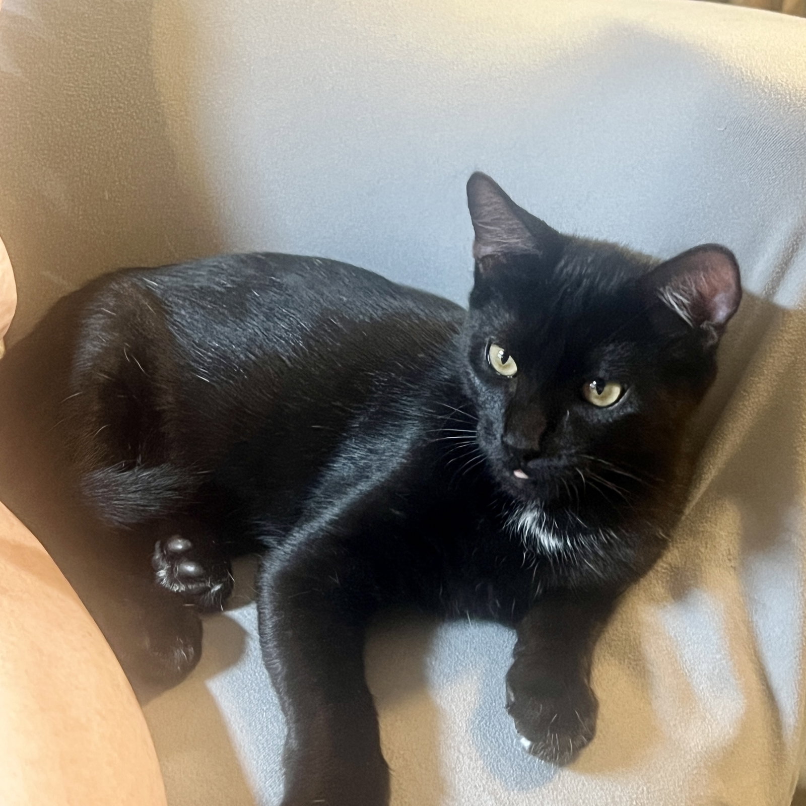 Jett, photo 16