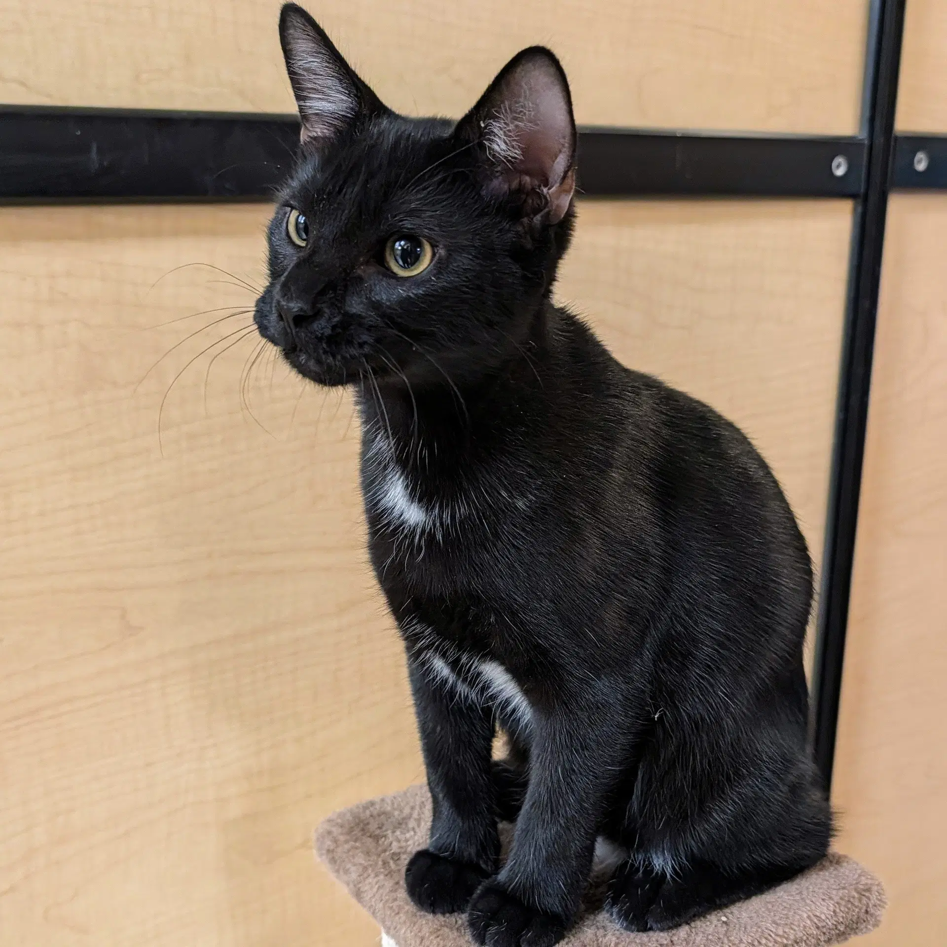 Jett - Domestic Short Hair