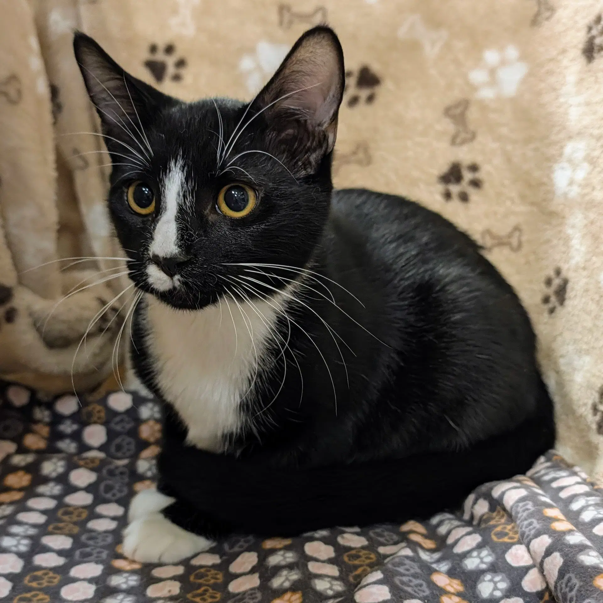 Tuck - Tuxedo