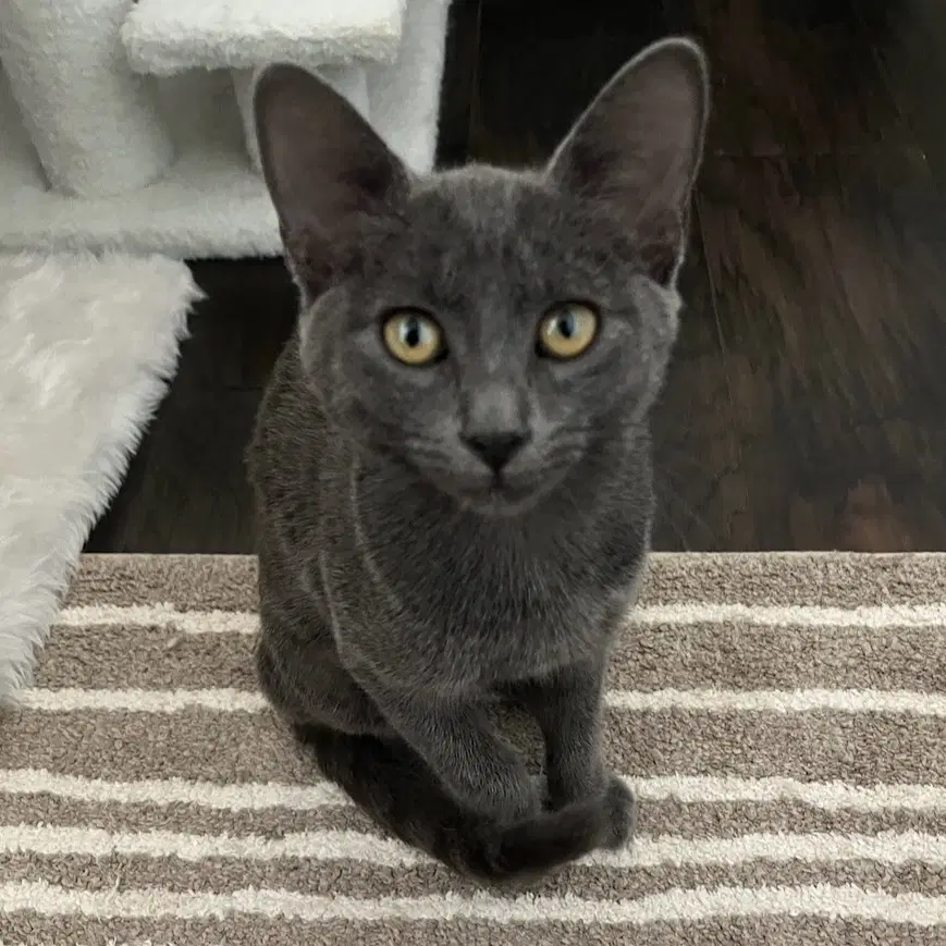 Misty - Russian Blue