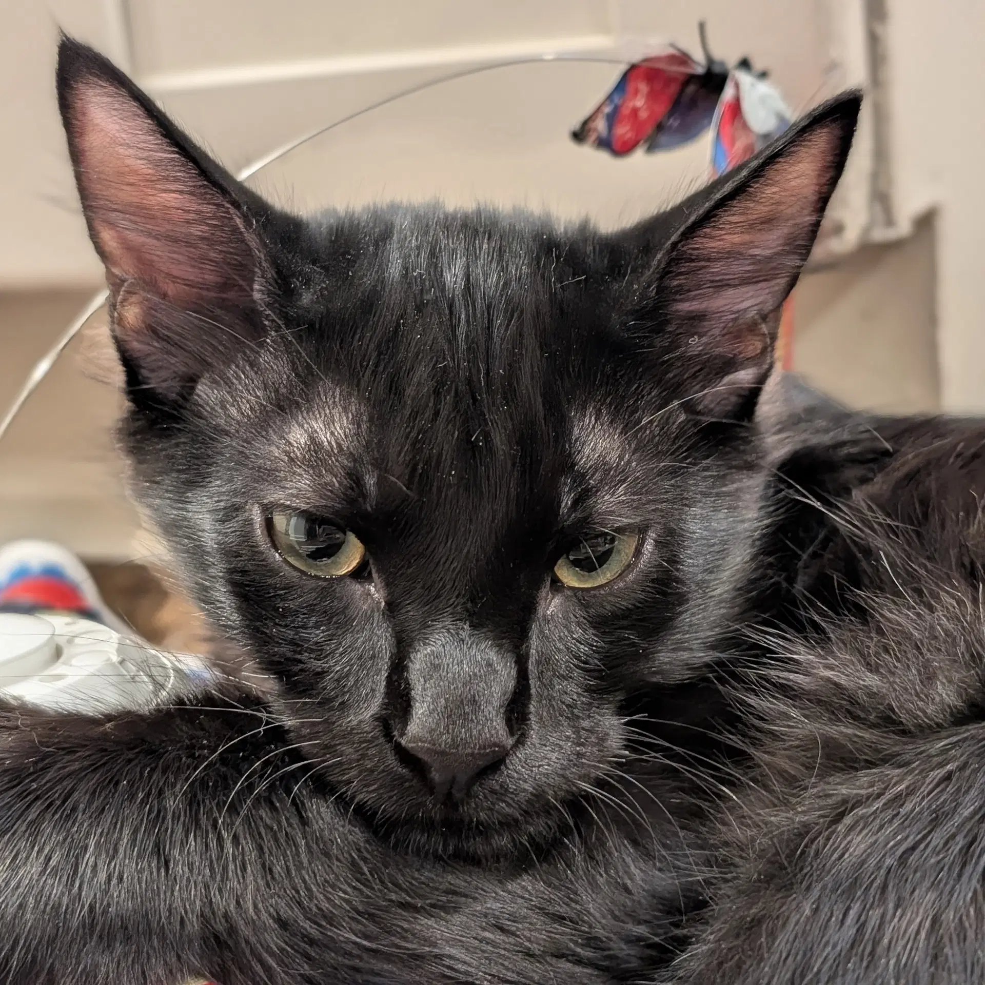 Paulie - Domestic Short Hair