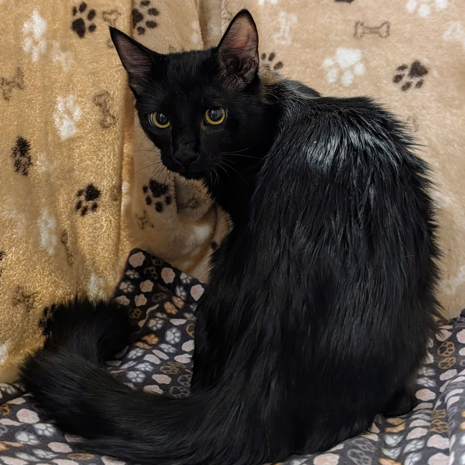 Paulie, Domestic Medium Hair