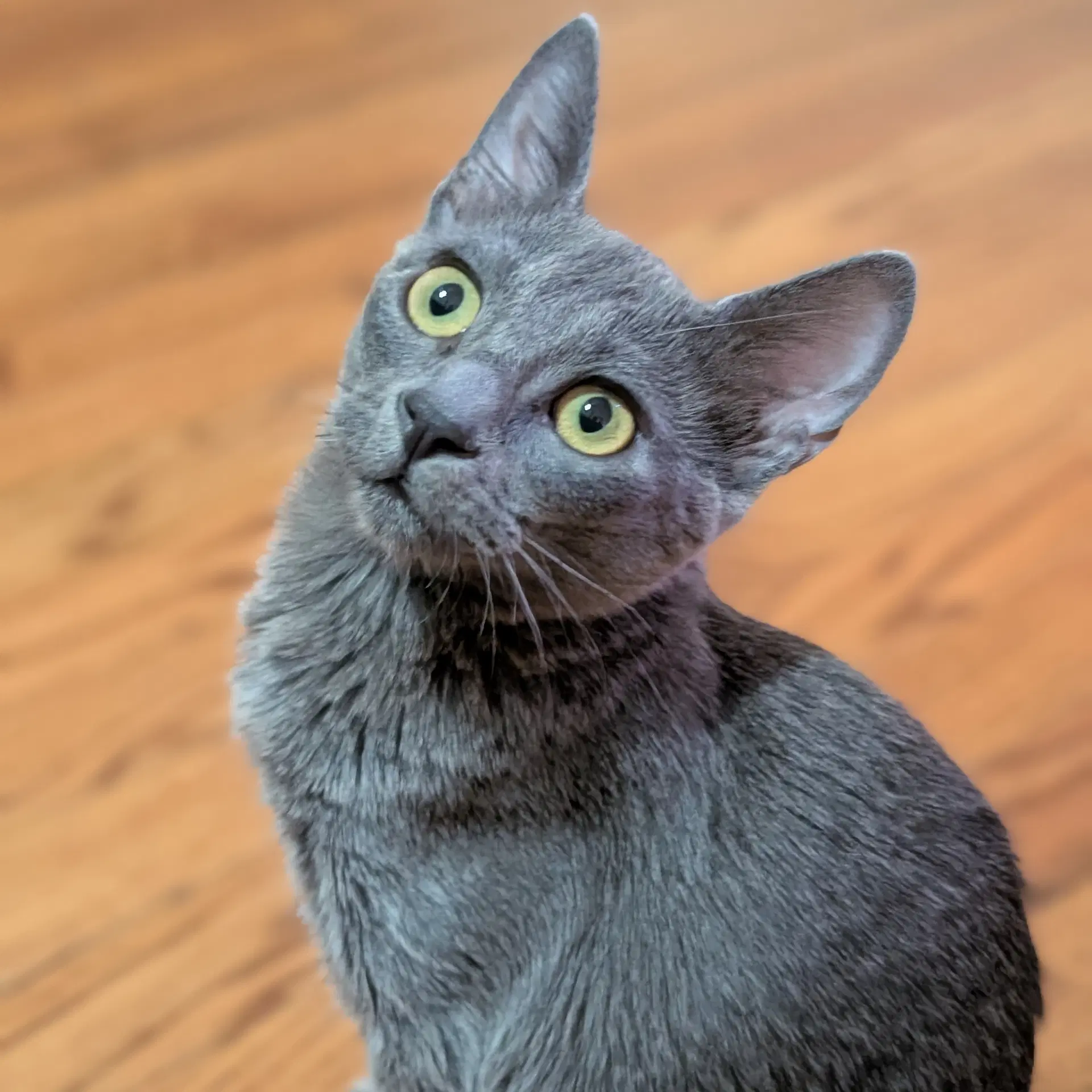 Zephyr - Russian Blue