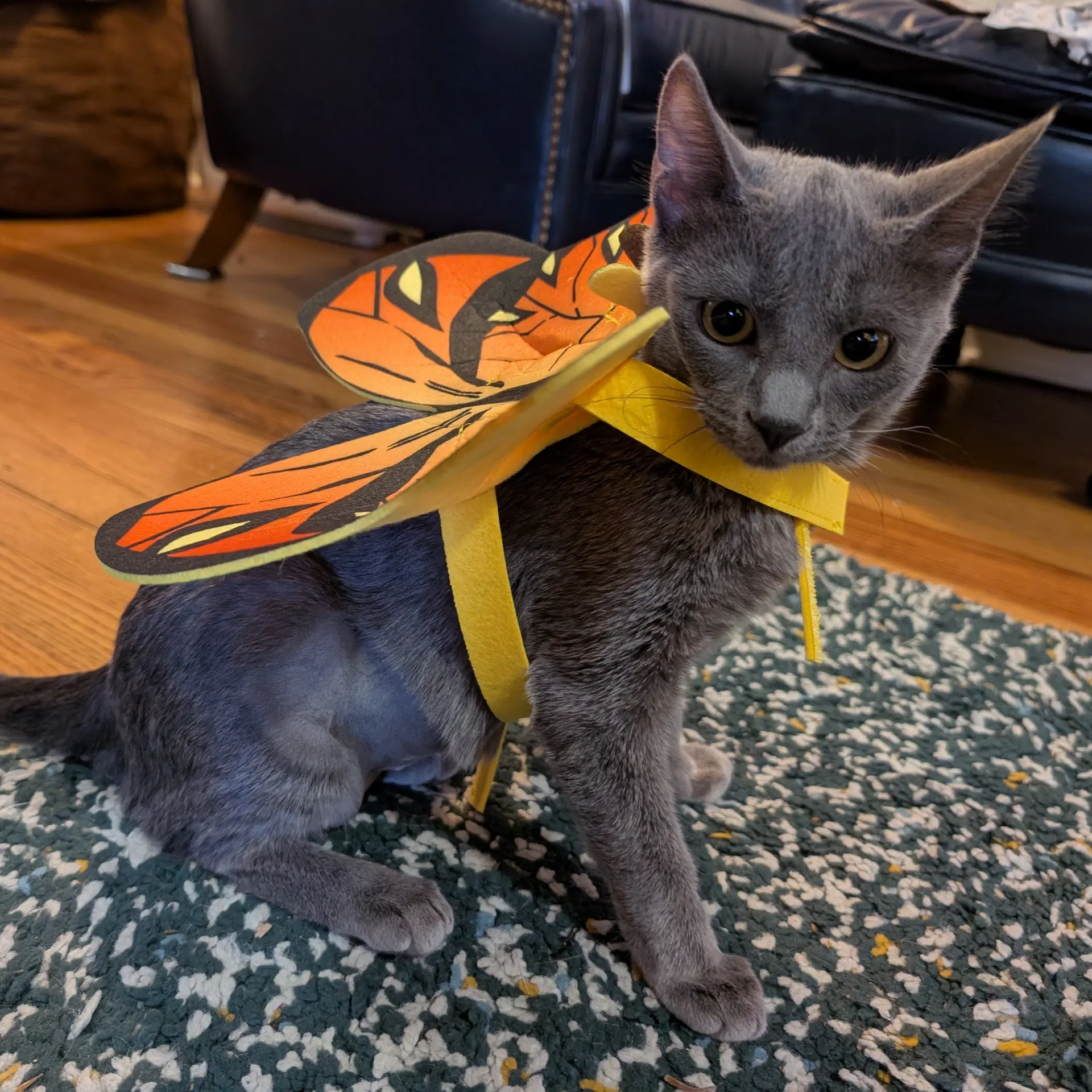 Zephyr image 2