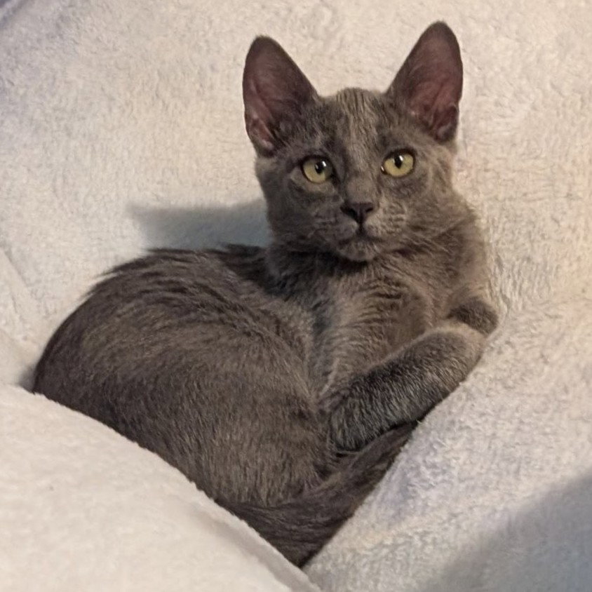Zephyr, Russian Blue