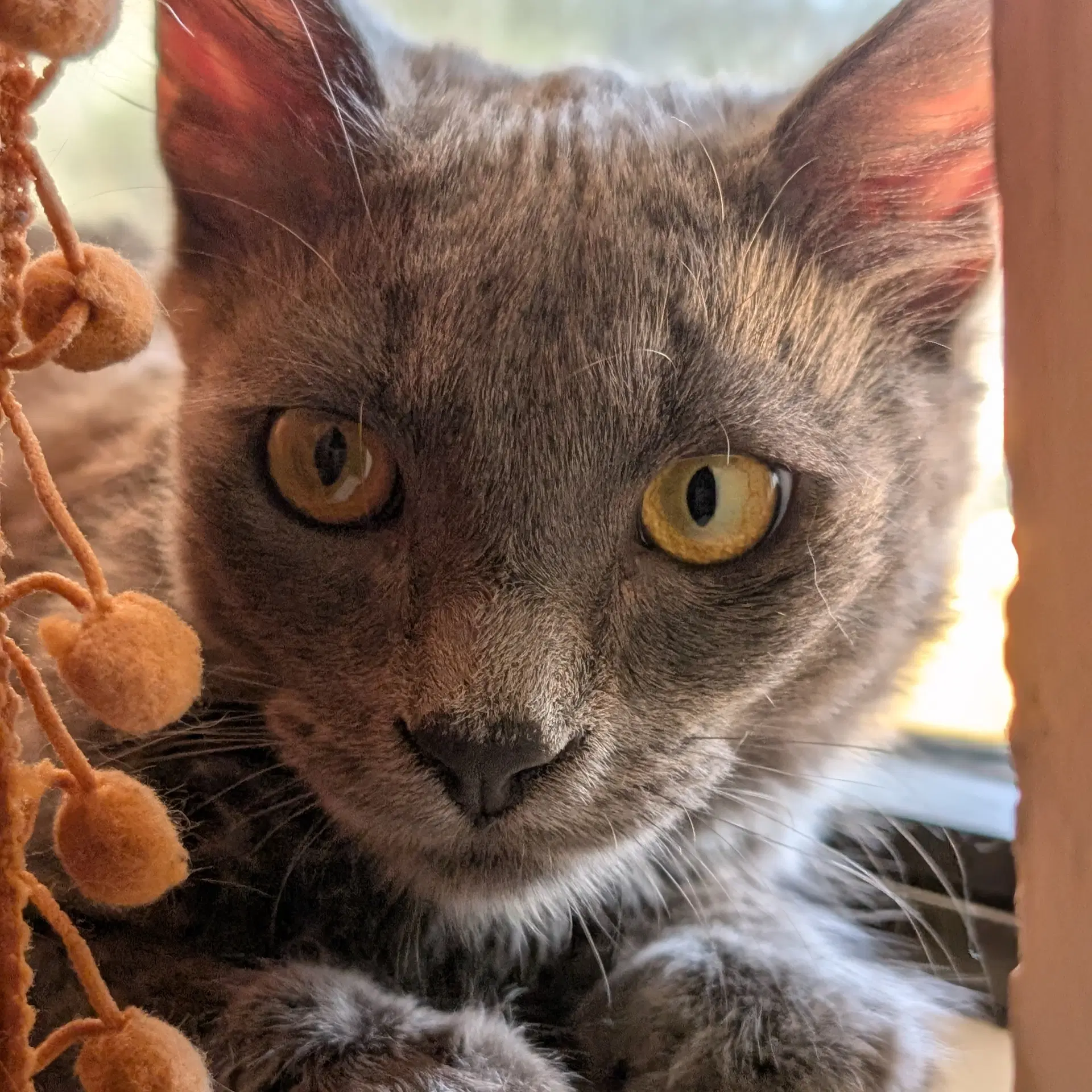 Fluffster image 2