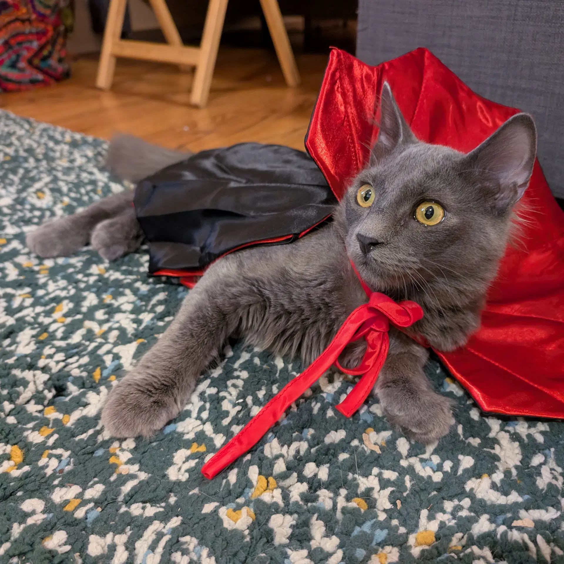Fluffster - Russian Blue