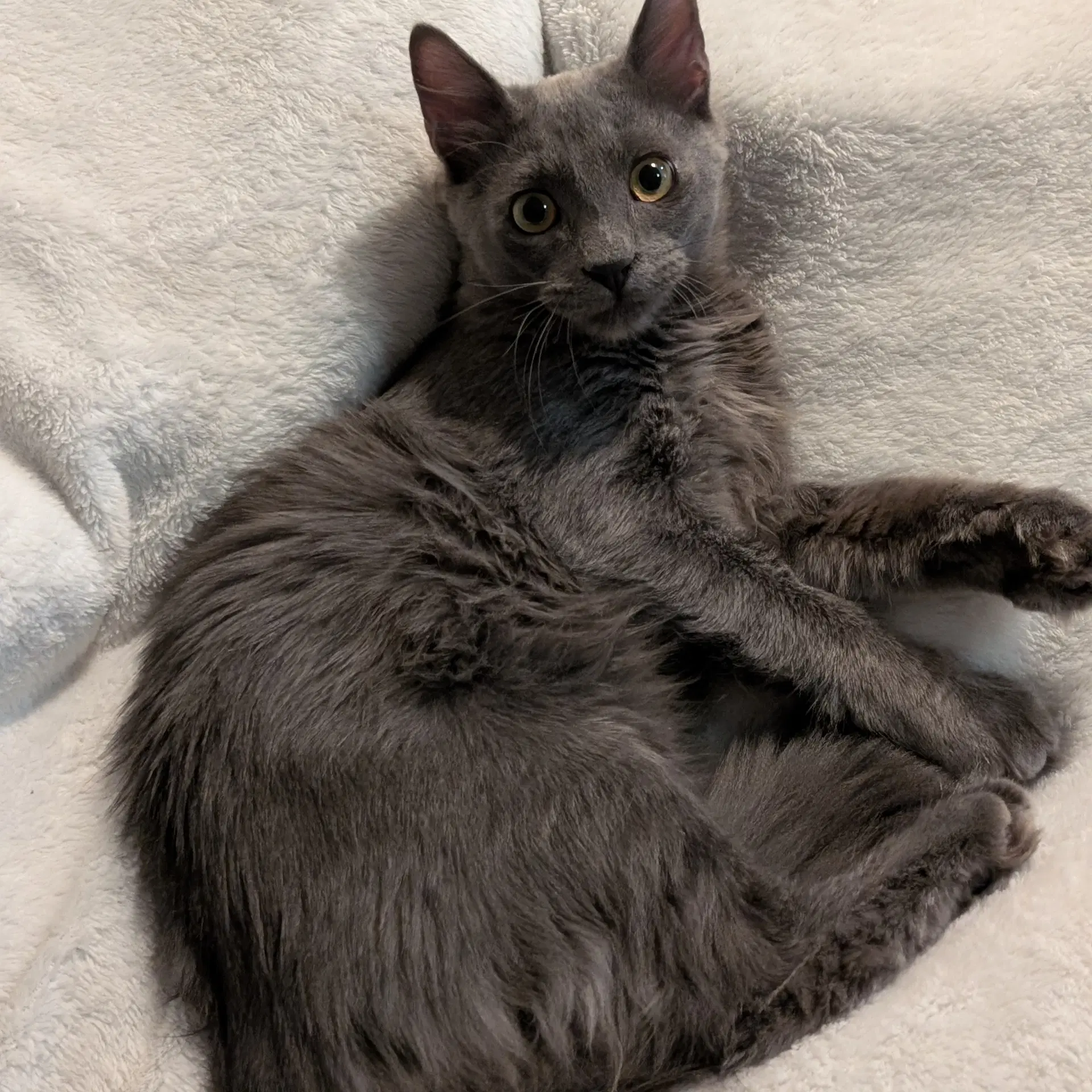 Fluffster image 3