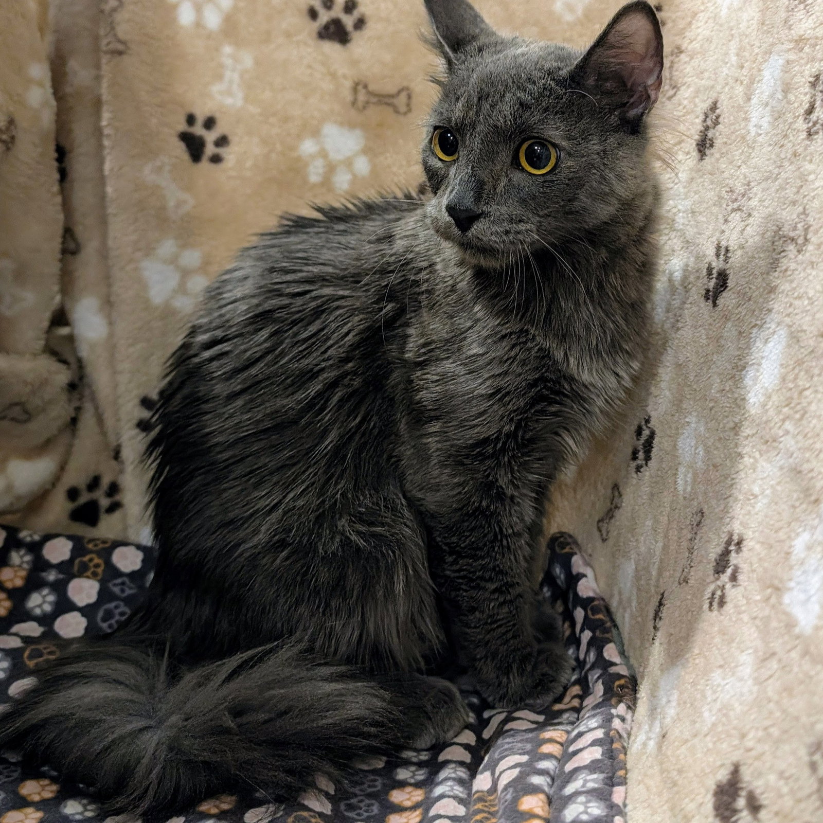 Fluffster, Russian Blue