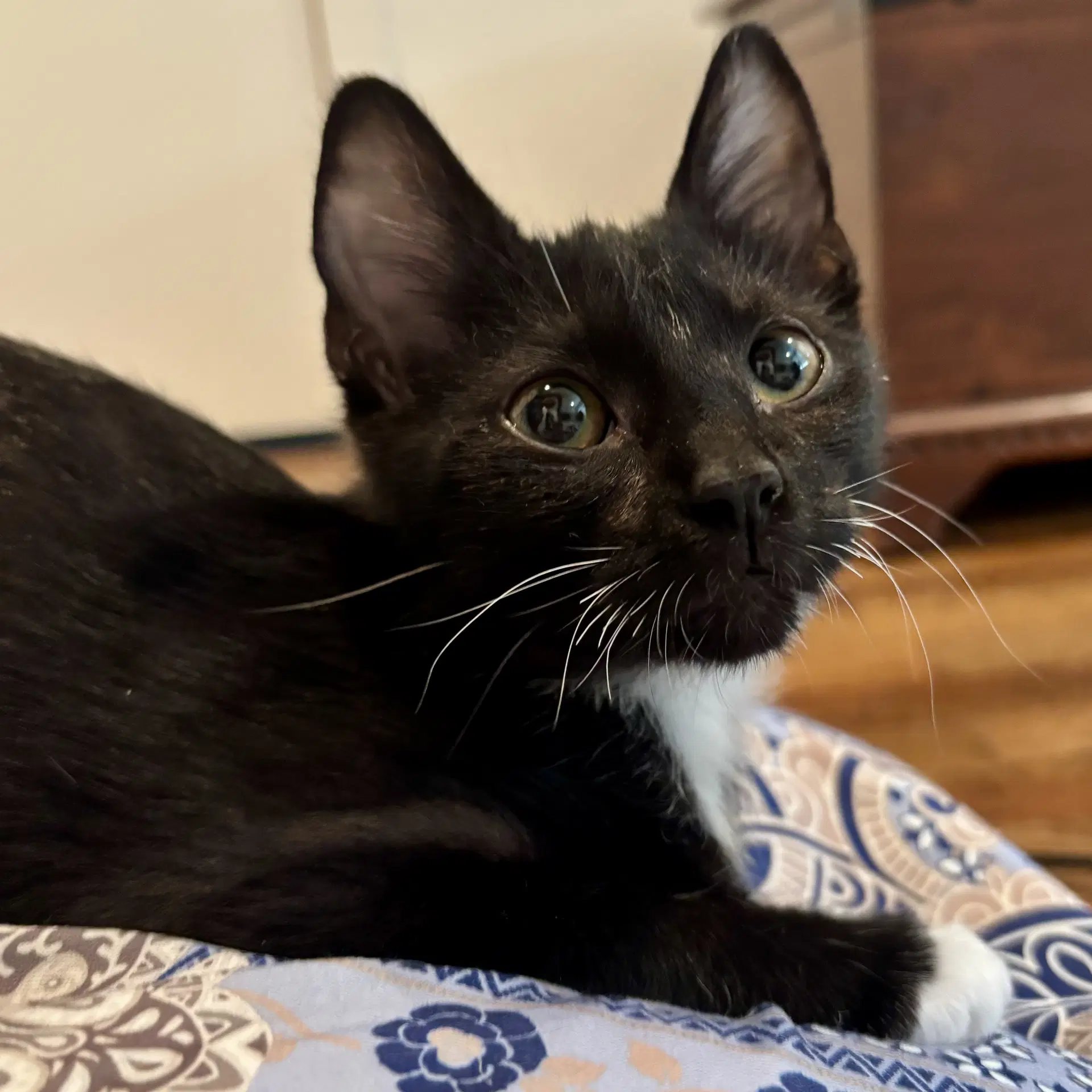 Milo - Tuxedo