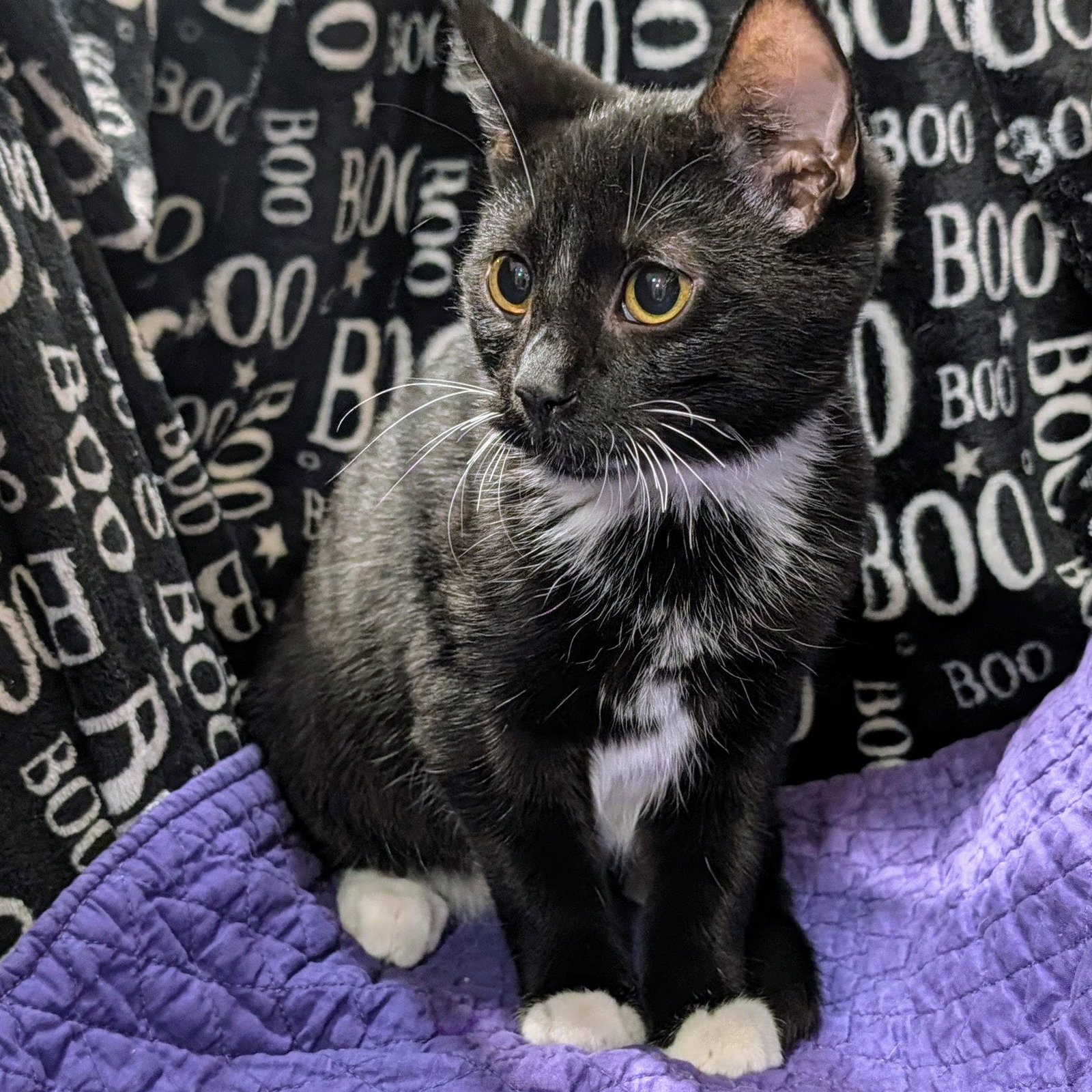 Milo, Tuxedo