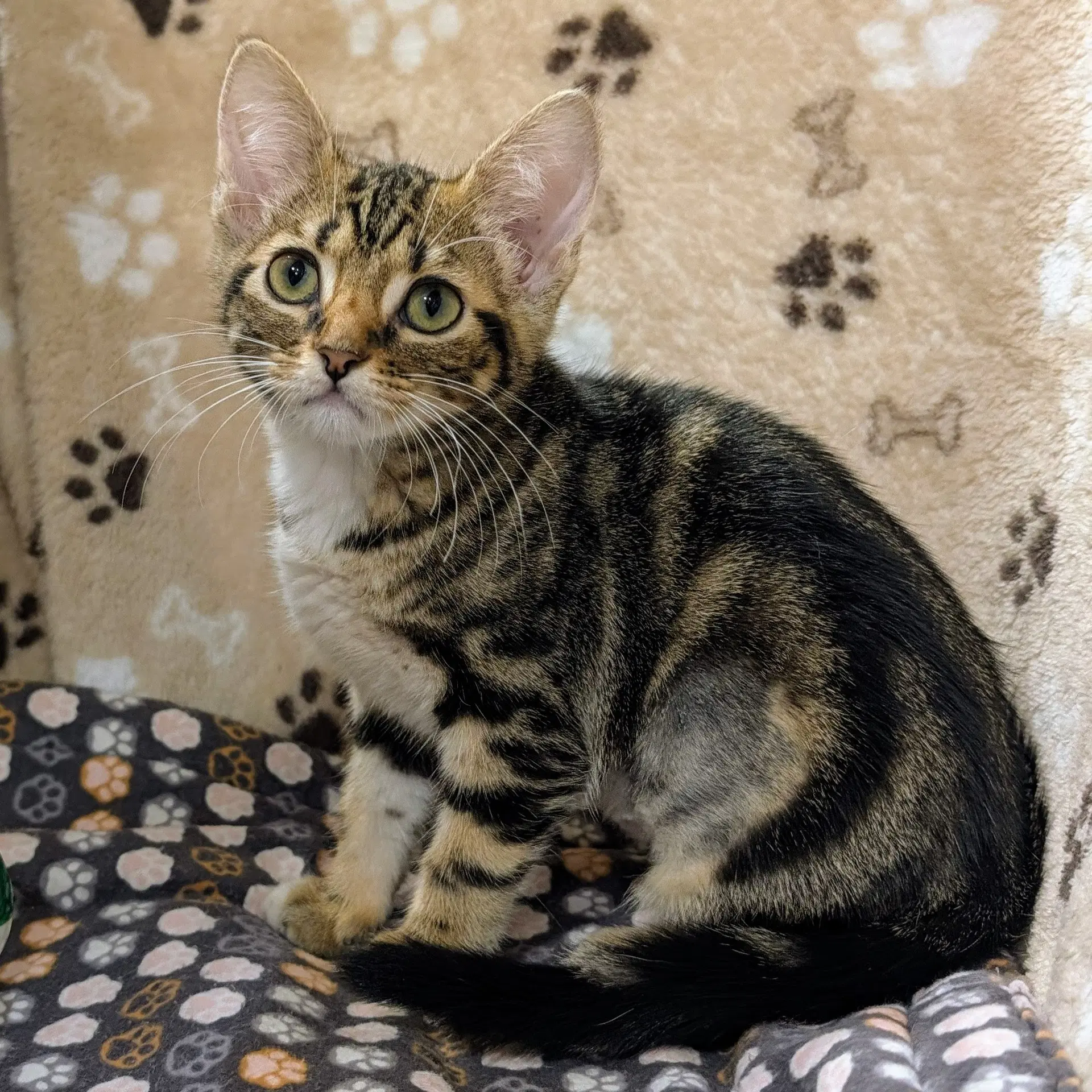 Fiona - Tabby