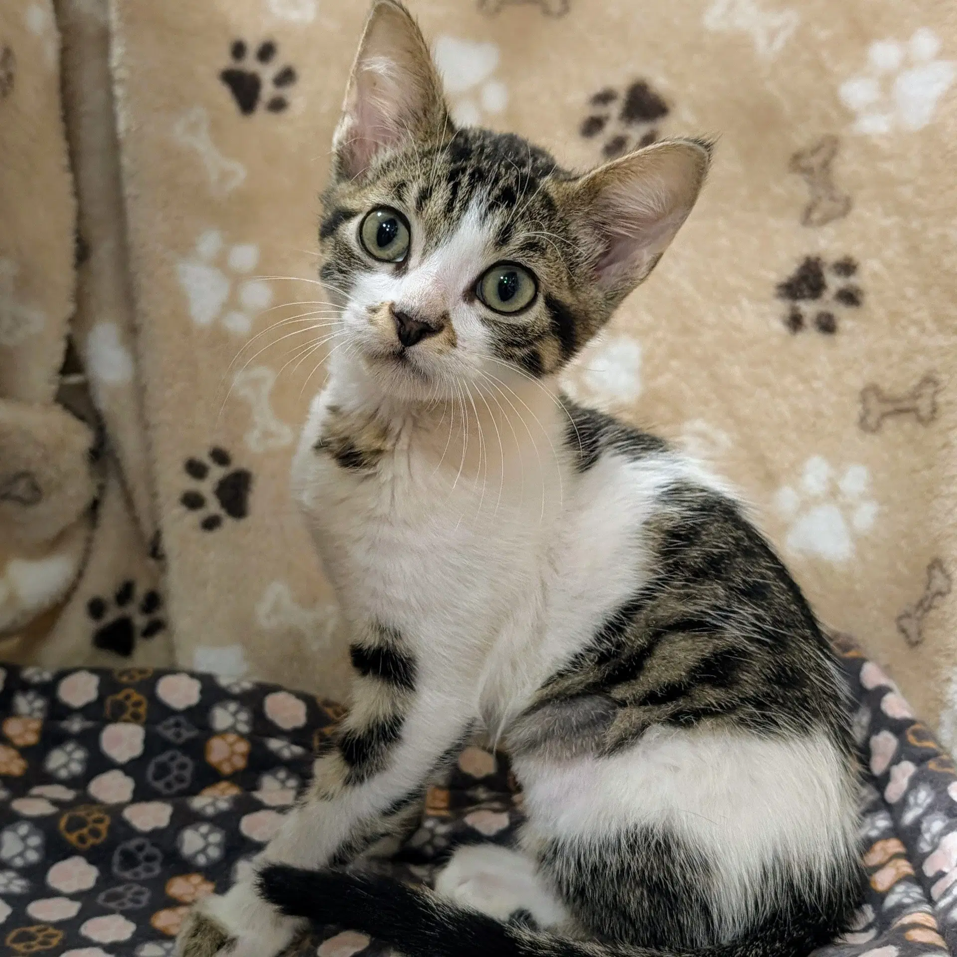 Franklin - Tabby