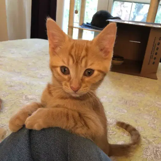 Murphy - Tabby